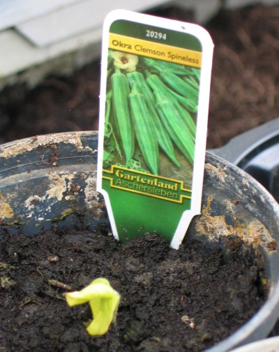 okra new 2